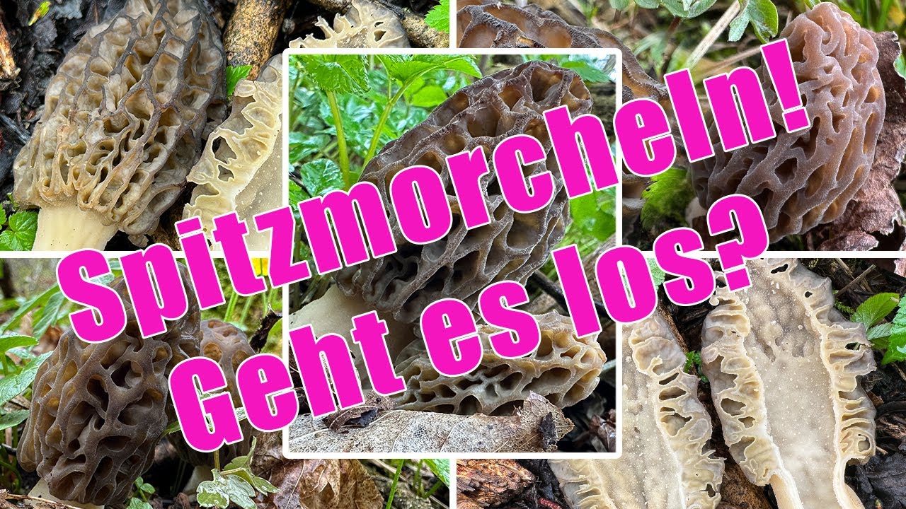 Morcheln! Geht es los? Spitzmorcheln finden, erkennen & zubereiten | Verwechslung | Morchella conica