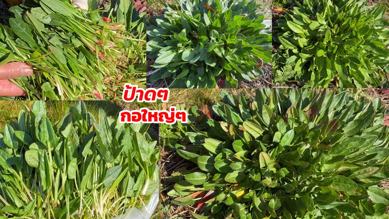 เก็บผักติ้วฝรั่งมีแต่กอใหๆงามๆยิ่งเก็บยิ่งเยอะ (เยอรมันเรียก Sauerampfer)