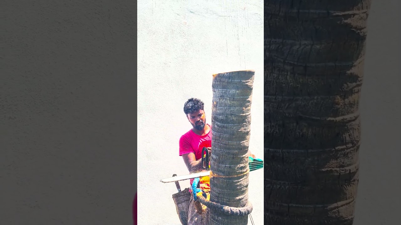 TN Chennai poobathi #treeservice #farming 7200969785