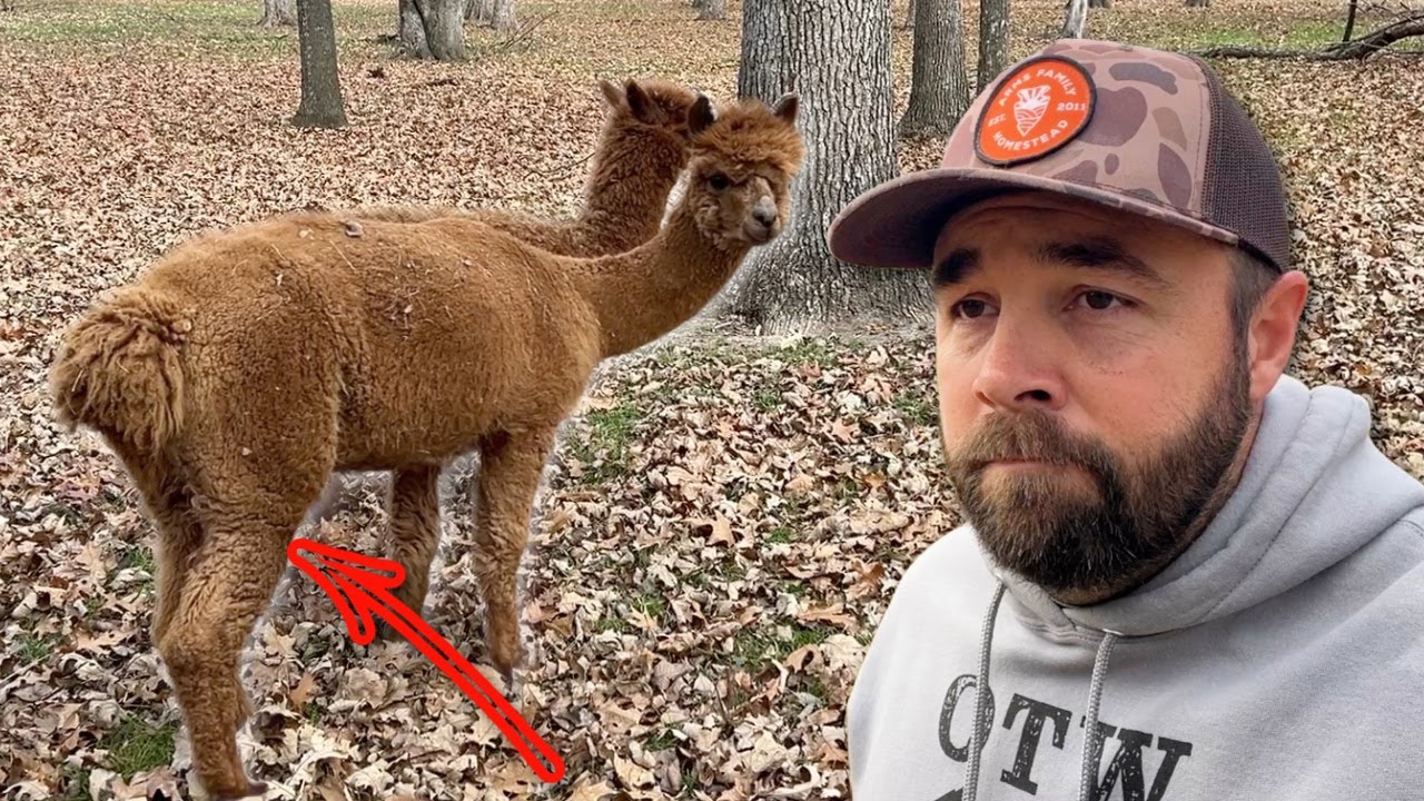 Poor Ole Lucy! Injured Alpaca Can Barely Walk!