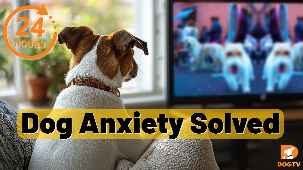 Dog Anxiety Solved: 24/7 Calming TV Made Just for Them