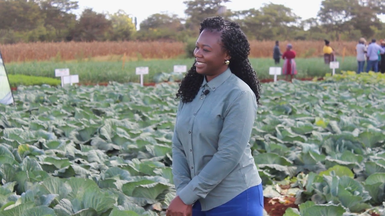 CABBAGE PRODUCTION DURING THE WINTER SEASON IN ZIMBABWE