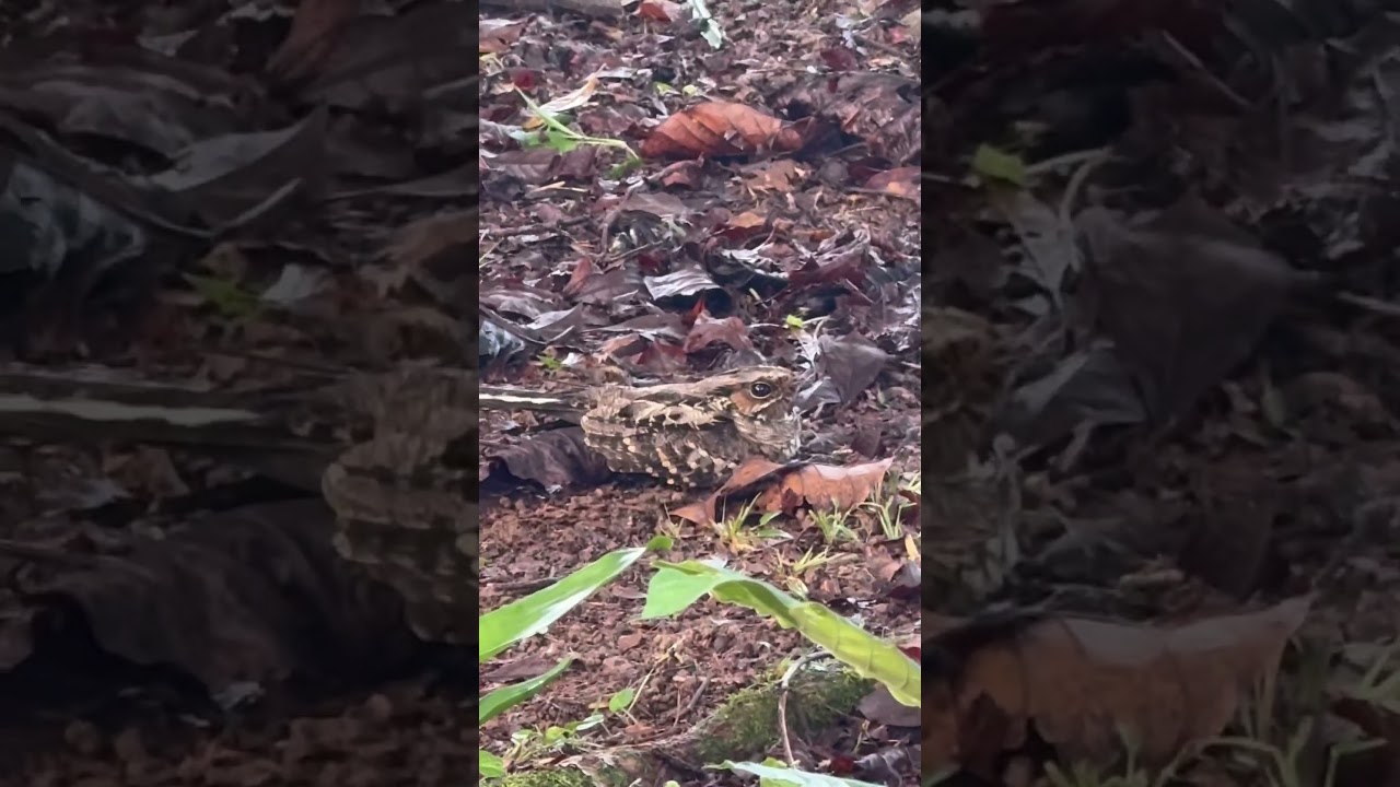 Ave: Cuyeo, Nyctidromus albicollis, es una ave con h&aacute;bitos nocturnos