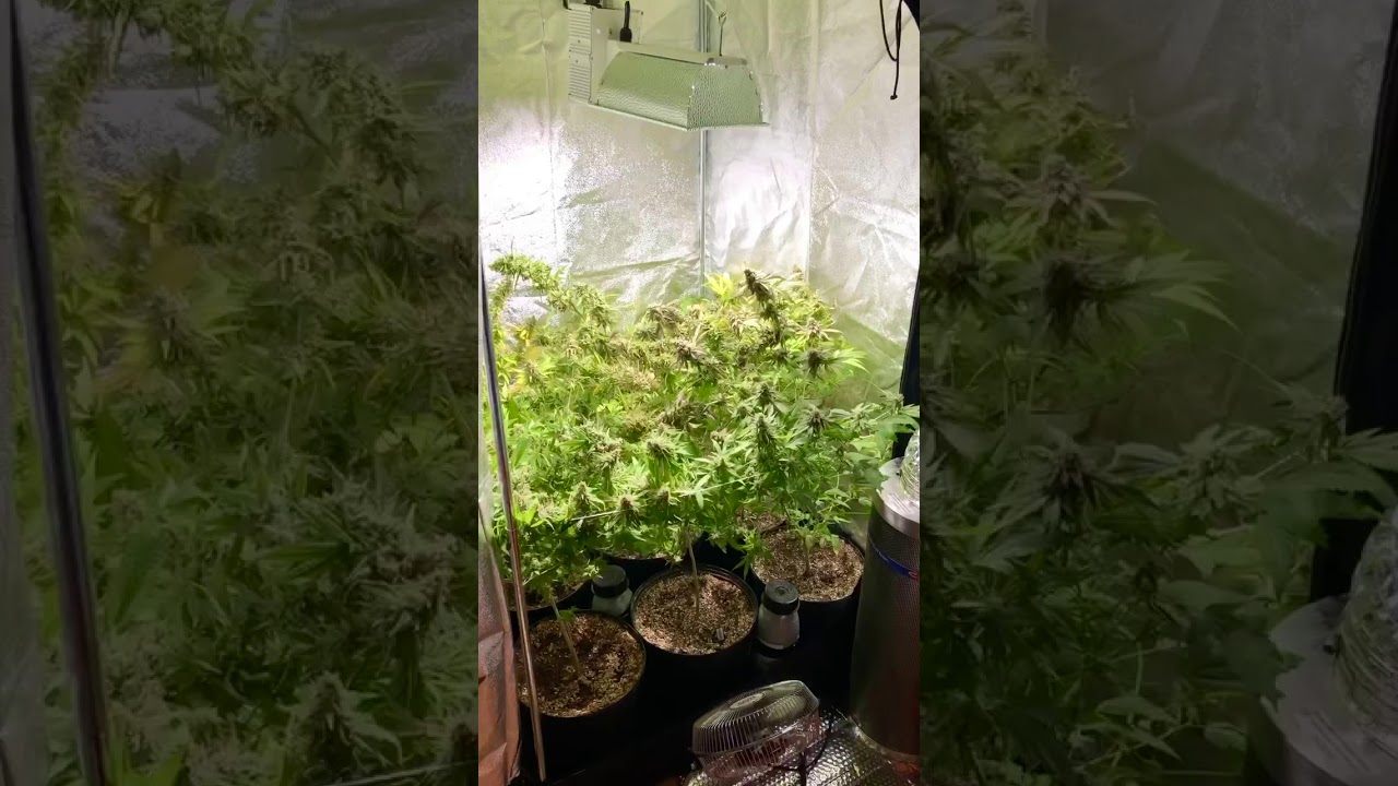 Indoor Legal Cannabis Grow