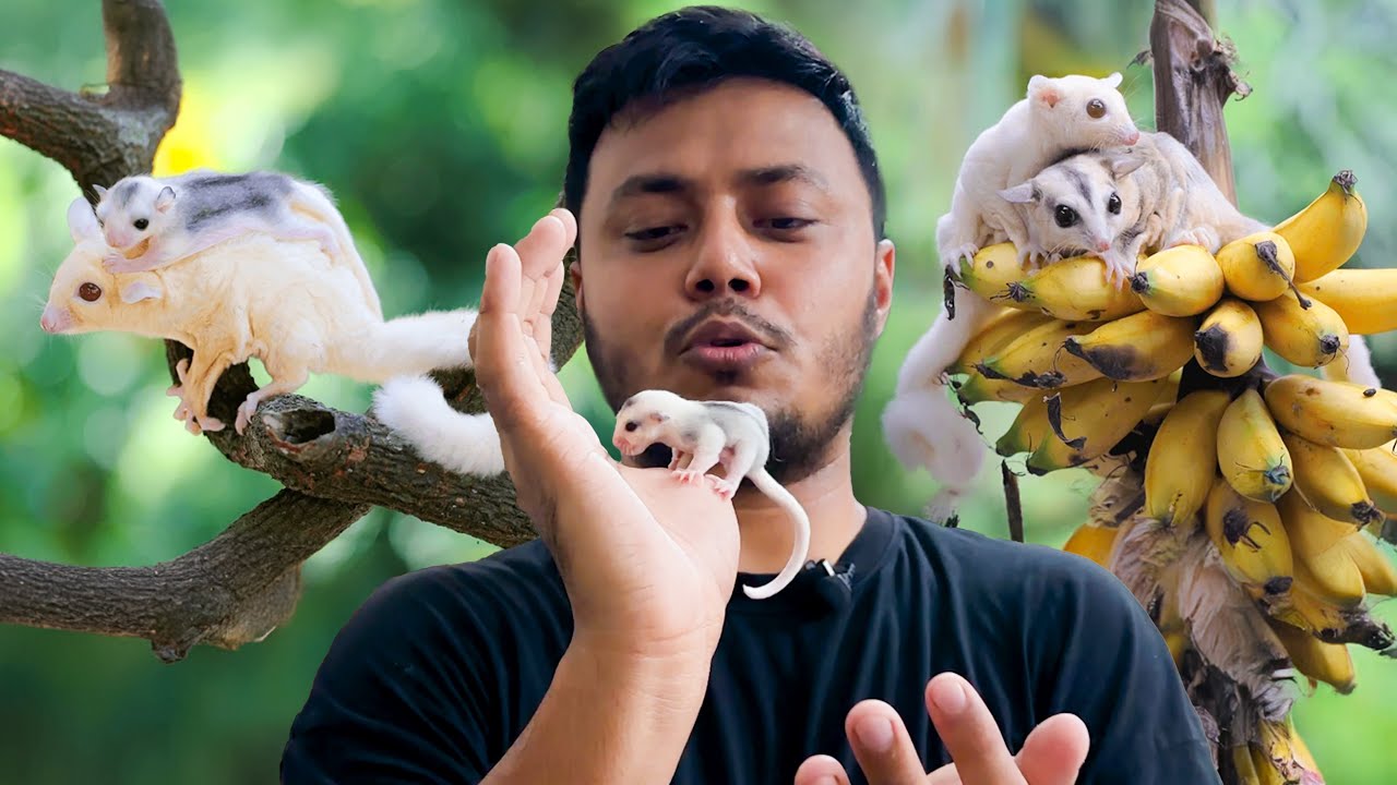 পান্ডার মতো দেখতে হয়েছে সুগার গ্লাইডারের বাচ্চা | Mosaic Sugar Glider