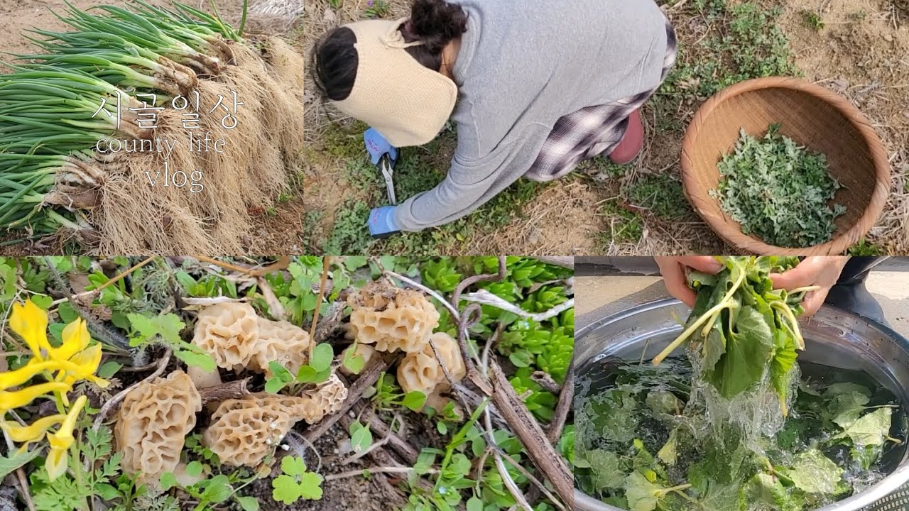 ENG | 4월의 시골마당🌳하얀앵두꽃 너무이뻐요 🫒 아스파라거스 옮겨심기 | 씨앗이 싹이튼날🌱시골냥이들🐱#시골일상 Vlog