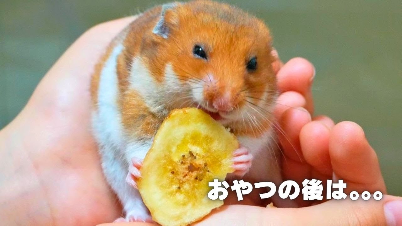 おやつ後は。。。兄弟ハムスターにおやつをあげたら！