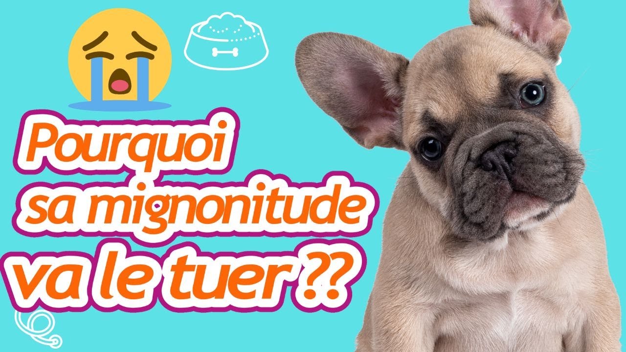 Danger des HYPERTYPES chez le CHIEN : pourquoi leur mignonitude va les tuer ????