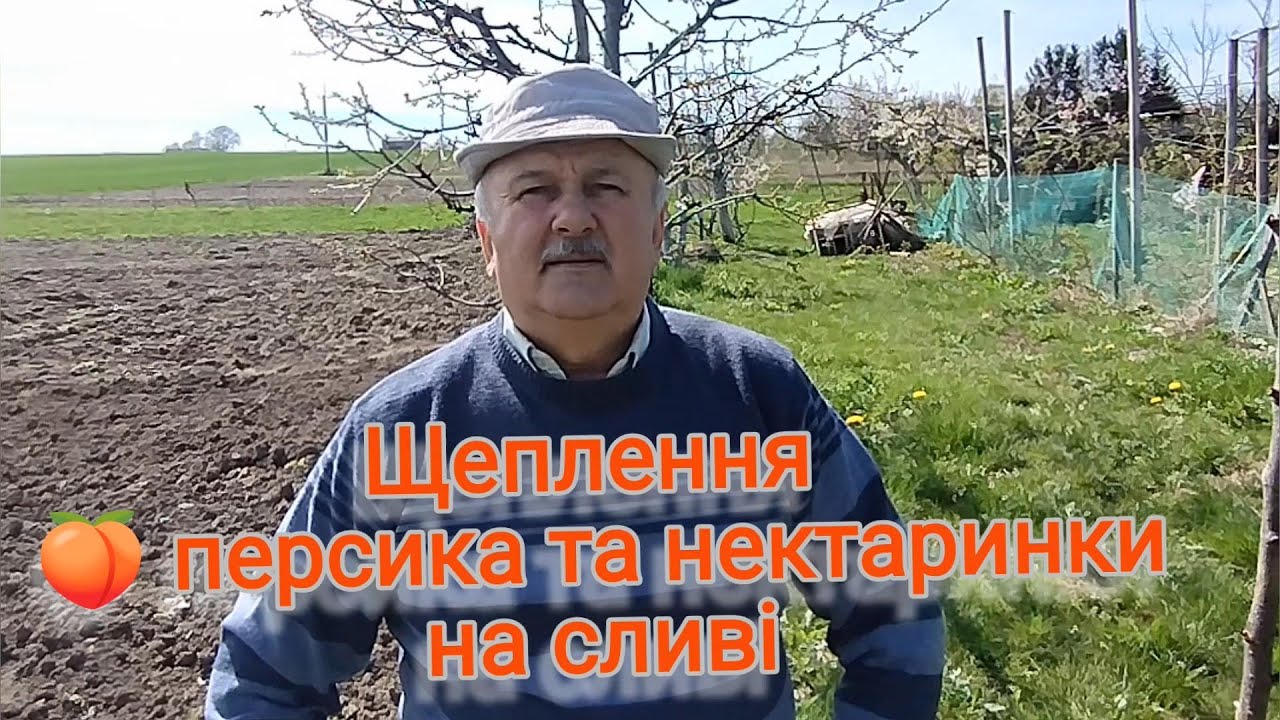 Щеплення персика на сливі #щеплення_в_розщіп