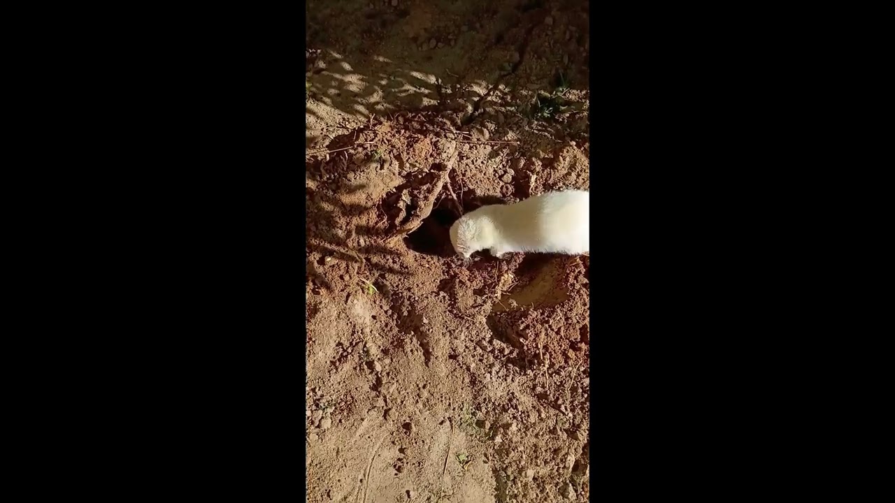 Happy Birthday Blaze the Ferret