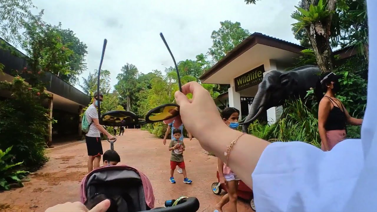 [Family Activities] Singapore Zoo - during covid-19 🦧 First time visit / Cafe in the zoo