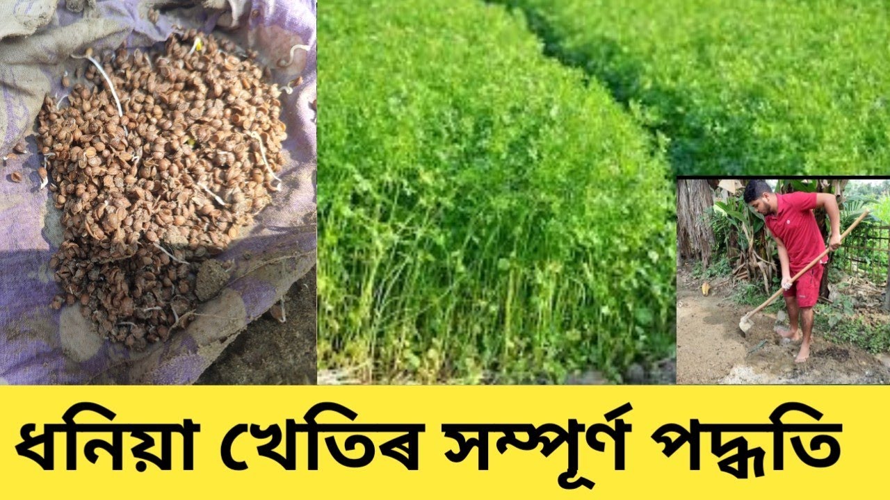 ধনিয়া খেতিৰ সম্পূর্ণ পদ্ধতি || এইটো ভিডিও চালে আৰু বেলেগ ভিডিও চাব লগা নাই || Dhania Kheti in Assam