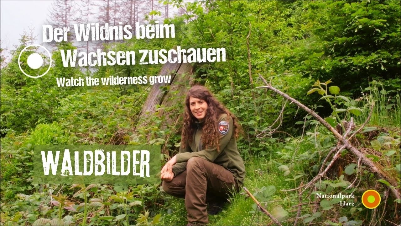 Nationalpark Harz f&uuml;r Zuhause - Waldbilder
