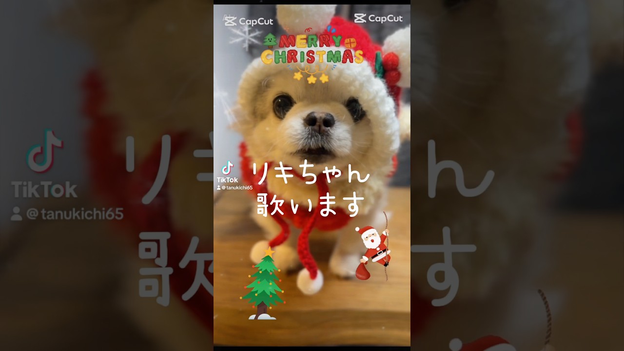 #dog #chihuahua #xmas #チワワ #可愛い