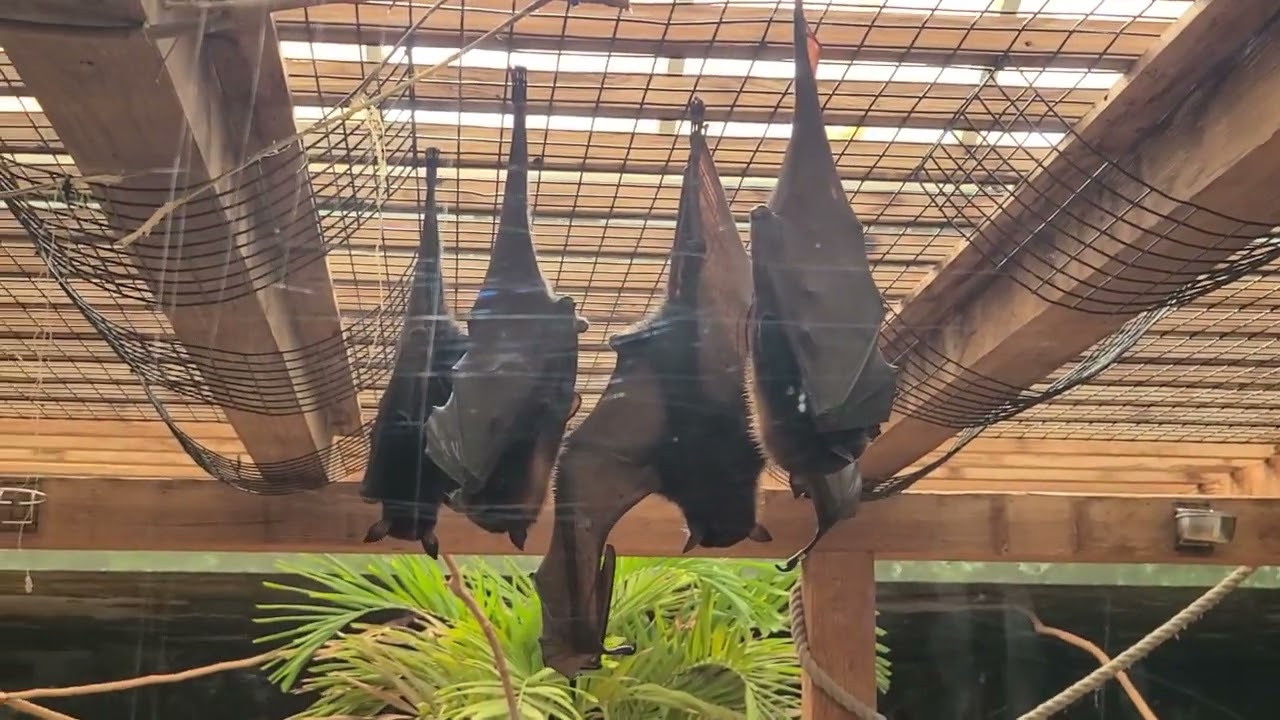 Large Flying Foxes at Columbus Zoo 3/21/25