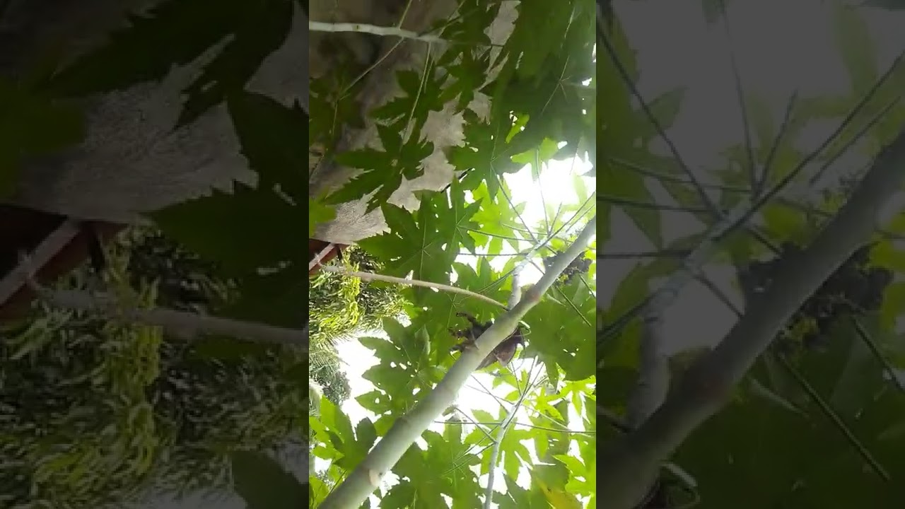 Ewê Lará Funfun, A Folha do Corpo.