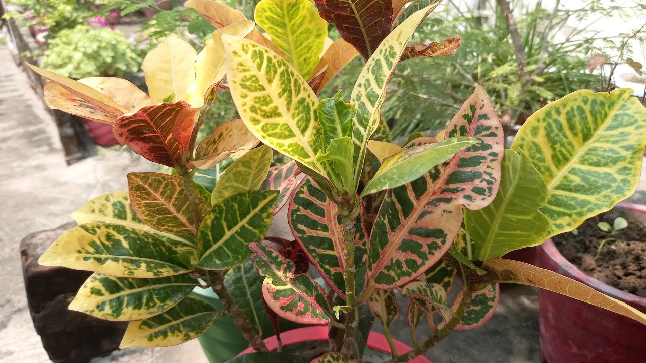Croton plant care in rainy season || croton monsoon care