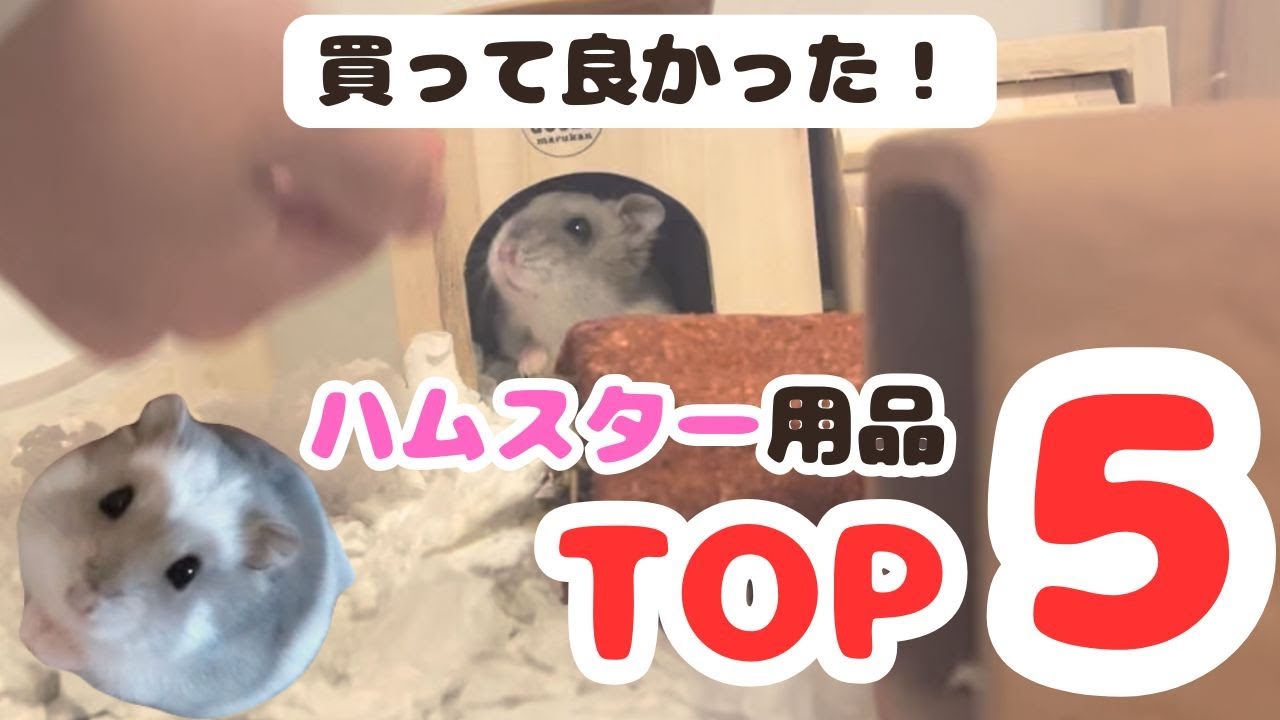 ハムスター飼って気づいた「買ってよかった」リアルランキング