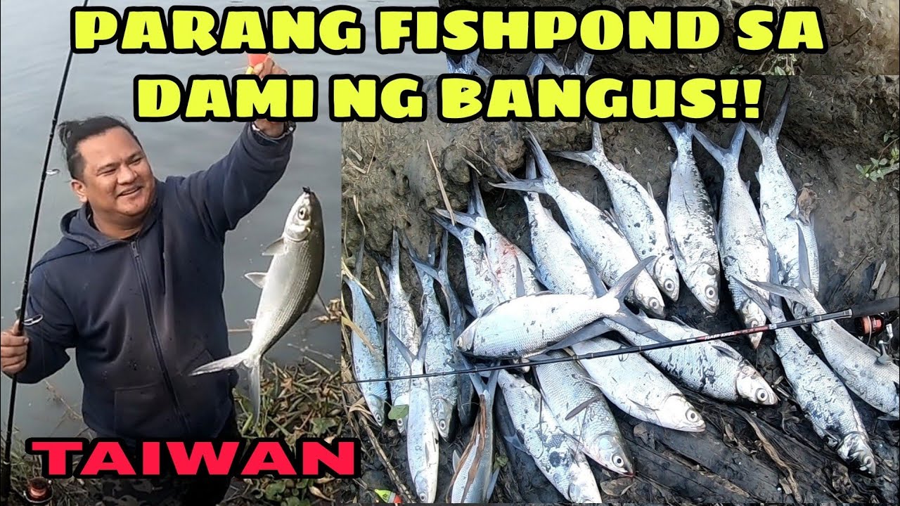 EP24 - Parang Fishpond sa dami ng BANGUS dito sa Ilog ng Taiwan