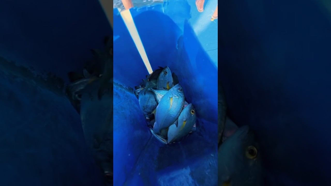 Catching Loads of Fish with a Natural Fishing Rod! 🐟🌿 