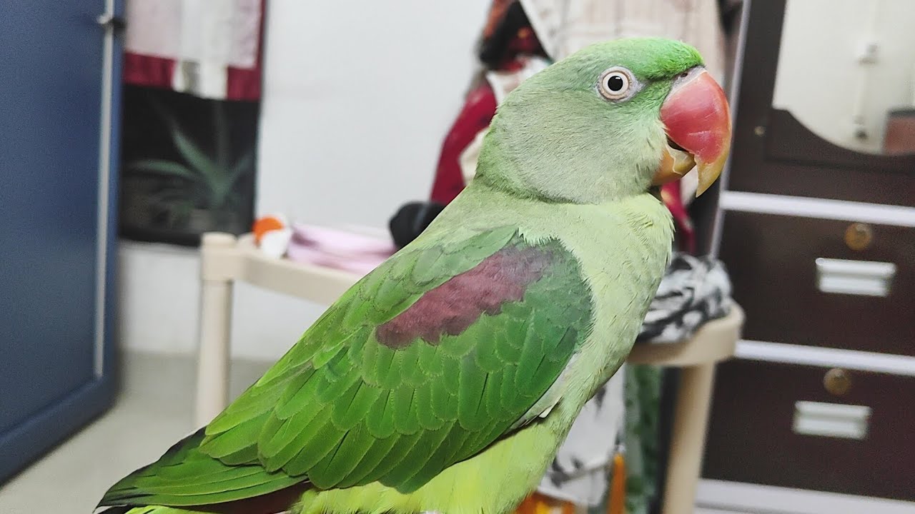 Good night ছাড়াও কতো কথা শিখেছে আমাদের গজা।