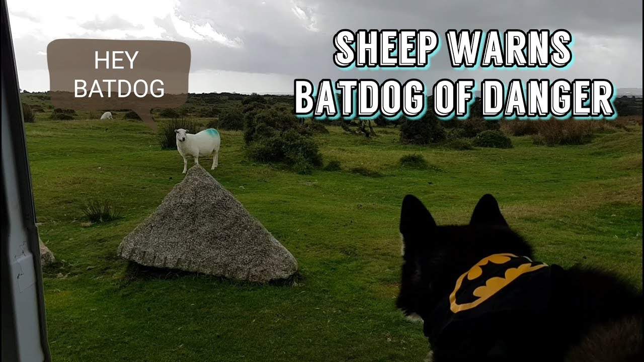 Clever Sheep Saves Batdog from the Rain | Funny