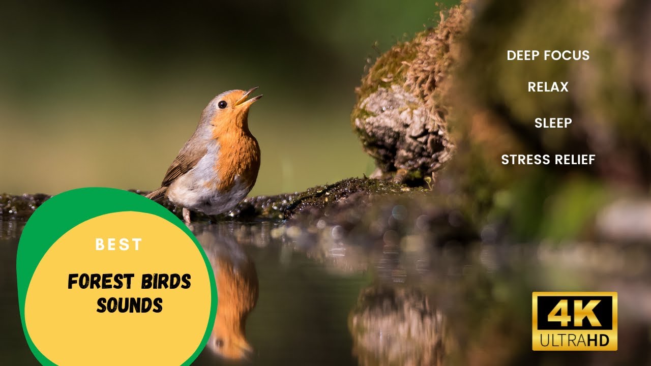 Birds Sounds For Sleeping with 10 Best Birds to Watch For in Forests | 4K