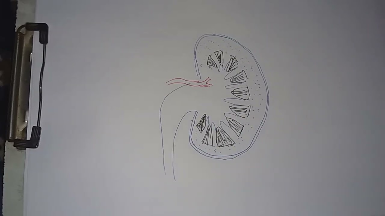 How to draw LS of kidney