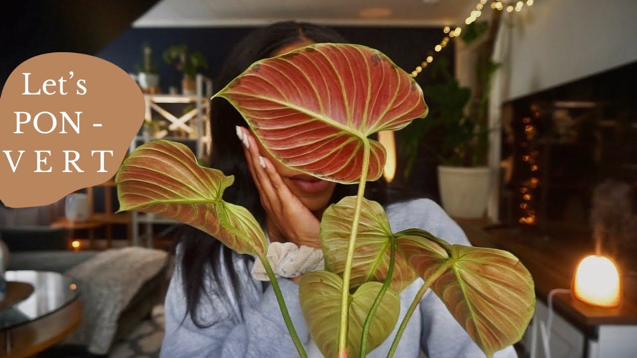 Switching My Philodendron El Choco Red to PON