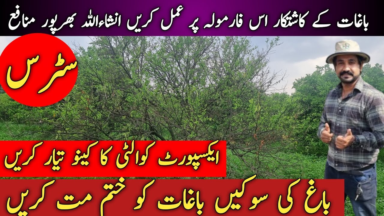 Citrus orchards Managment | Kinow k baagh ki dekh bhal | Citrus Dieback Citrus Psylla |