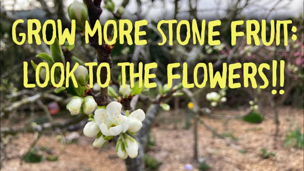 Grow More Stone Fruit: Learn Flowering Habits to Grow More Plums, Peaches, Cherries