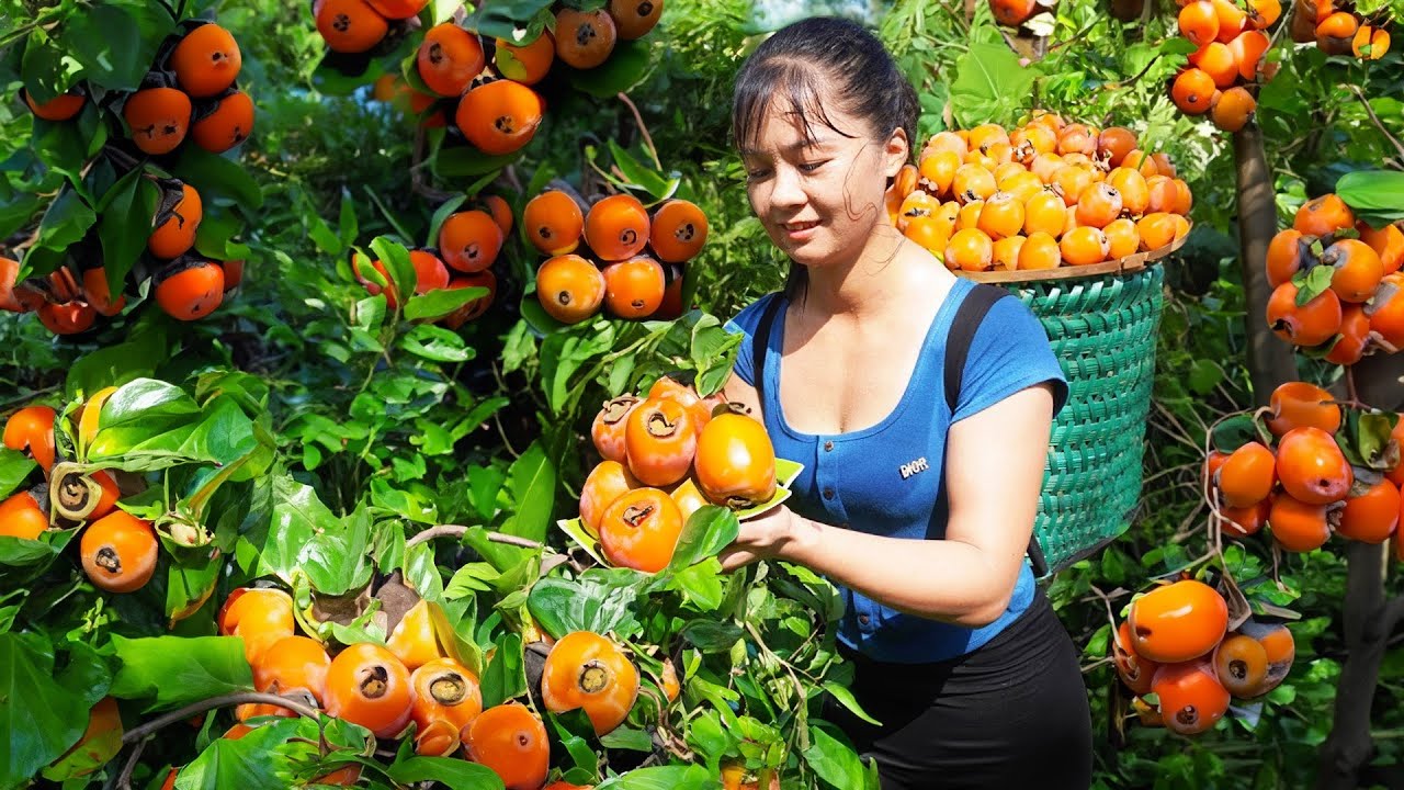 Harvest Persimmons Garden Go To Market Sell, Buy Baby Wild Boars To Raise | Tiểu Vân Daily Life