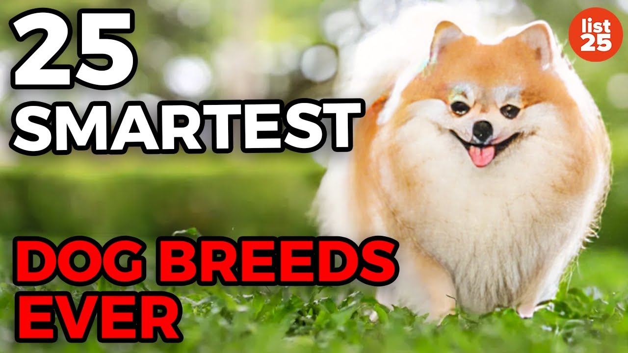 25 Smartest Dog Breeds Ever
