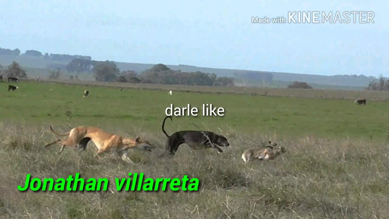 Los galgos del cirilo - el pampa cruz-