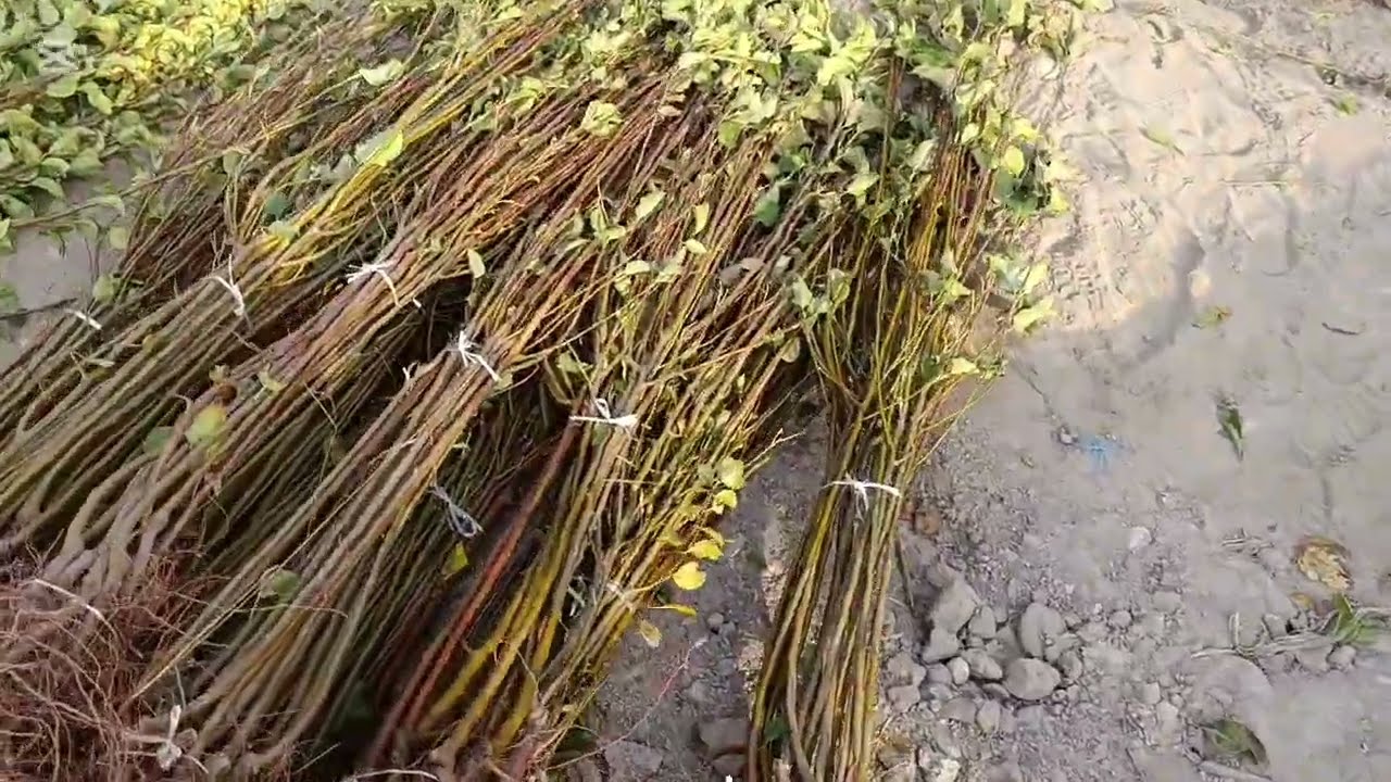 КУЧАТЛАР БОР ХАР ХИЛ.+998994762156