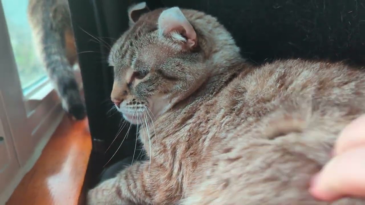 Gadget is about to be a teenager (Highlander cat)
