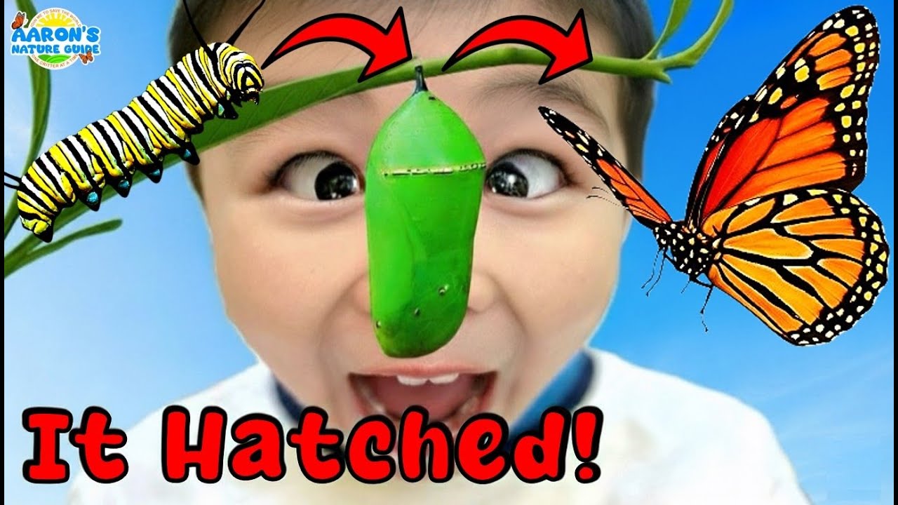 ДЕТИ!🐛➡️🦋Я вылупила настоящую бабочку-монарха! | ОБРАЗОВАТЕЛЬНОЕ ДЕТСКОЕ ШОУ О ПРИРОДЕ🌿