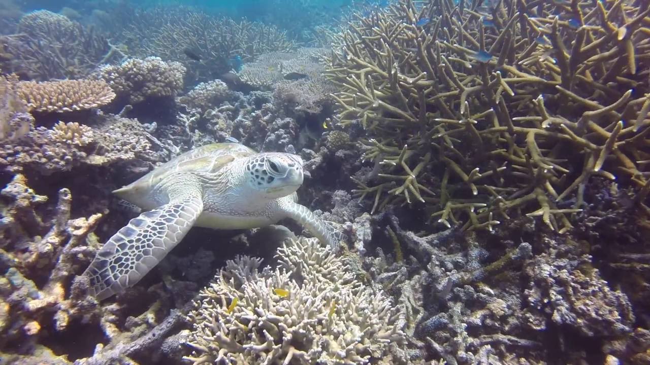 Tioman Island Diving ( B & J Diving Centre)