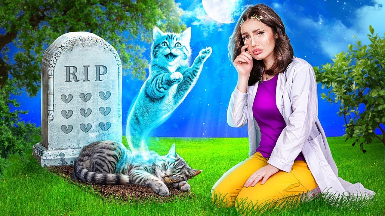 ¡Ayudé a un Pequeño Gato sin Hogar! ¡Dispositivos y Trucos Inteligentes para Dueños de Mascotas!