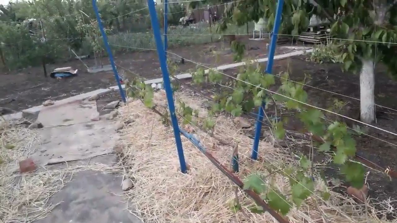 Шпалера для винограда (старе відео)