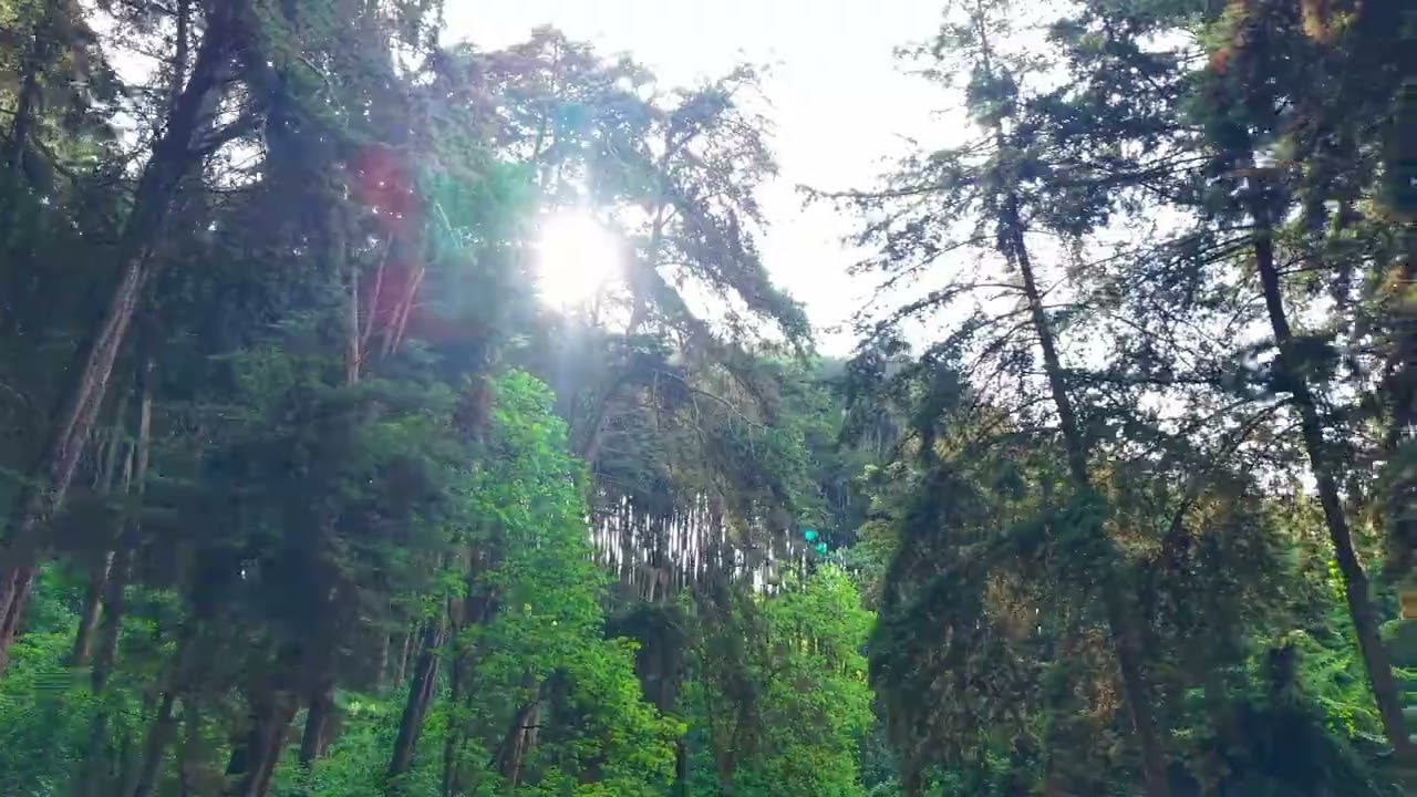 The Forest Holds Its Breath 🌲 | Drone Footage of Nature