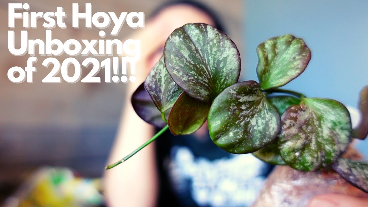 First Hoya Unboxing of 2021: 5 STUNNING HOYAS