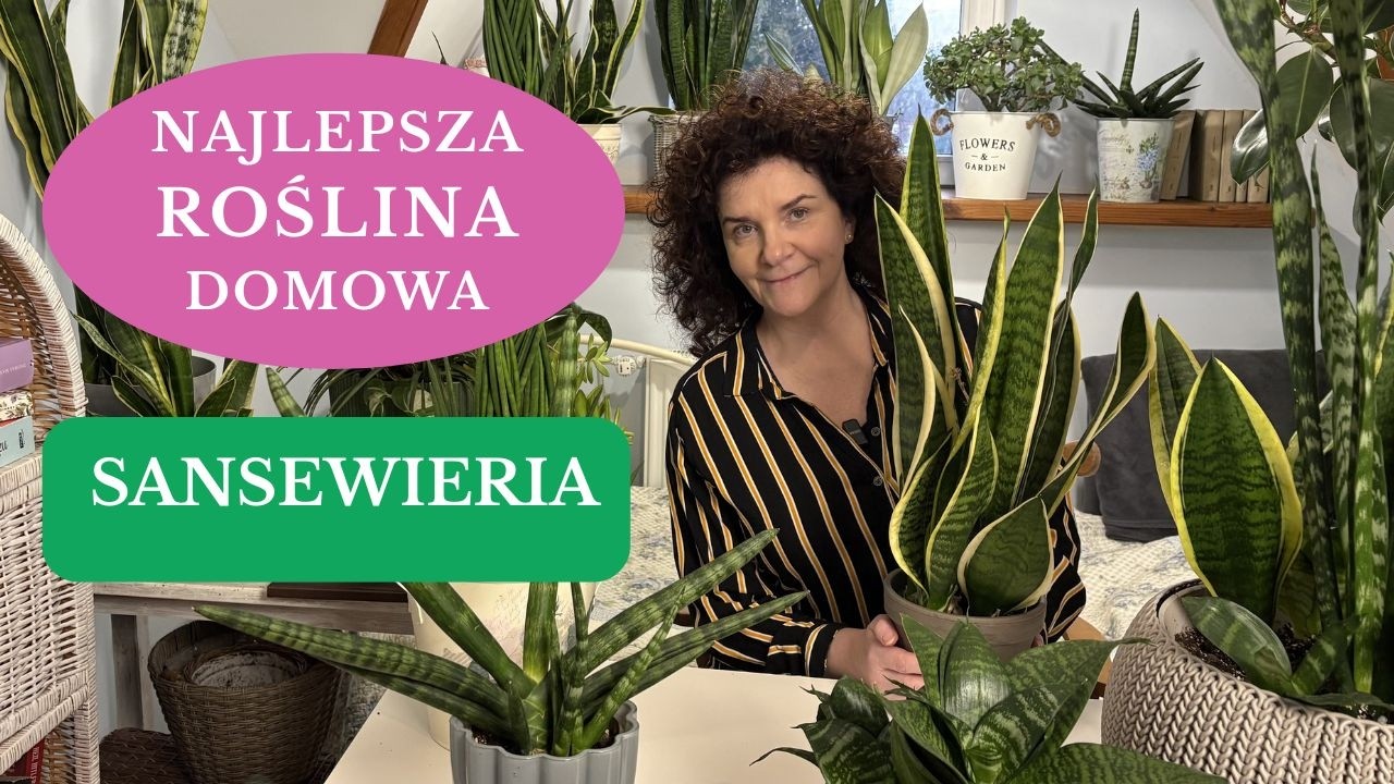Najłatwiejsza w uprawie roślina domowa SANSEWIERIA. Jak łatwo rozmnożyć, kiedy przesadzać Wężownicę?