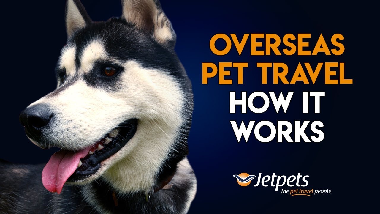 Overseas Pet Travel- How it works | Jetpets AU