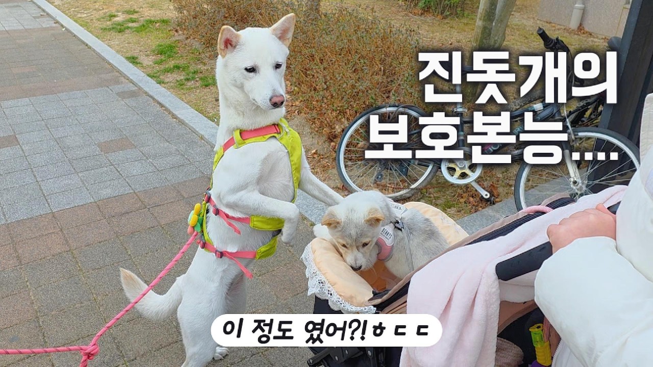 진돗개 가족이 된다는 건... 진돗개의 놀라운 보호 본능| The Protective Instinct of a Jindo Dog⭐