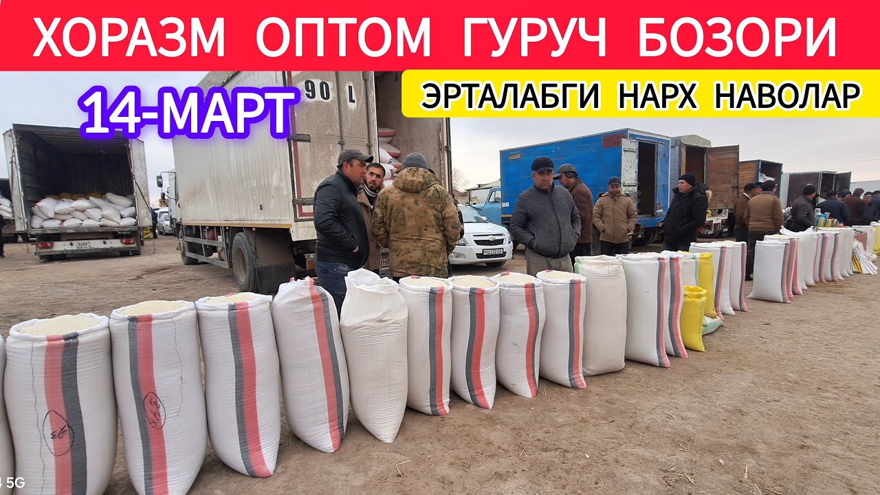 ХОРАЗМ ХАЗОРАСП ОПТОМ ГУРУЧ БОЗОРИ ЯНГИ НАРХЛАРИ 14-МАРТ 2026-ЙИЛ