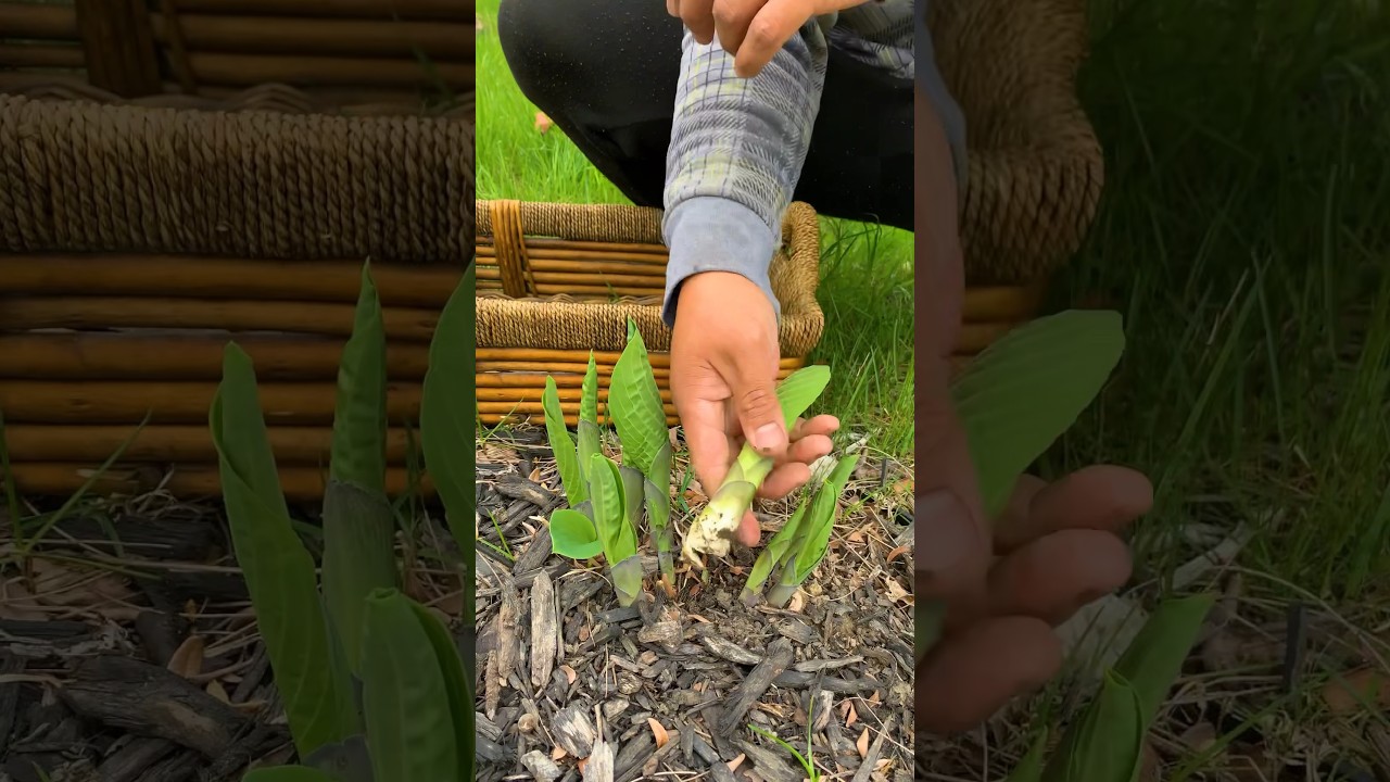 Yes, all Hostas are edible