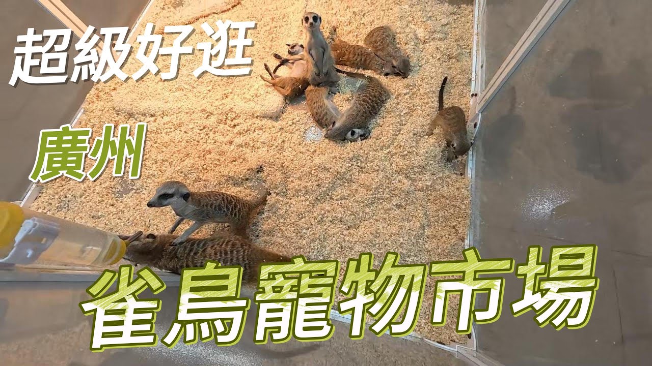 超級好逛的雀鳥跟寵物市場，超級大的場地，有各種各樣的寵物，可以逛一下午，適合帶小孩過來玩。
