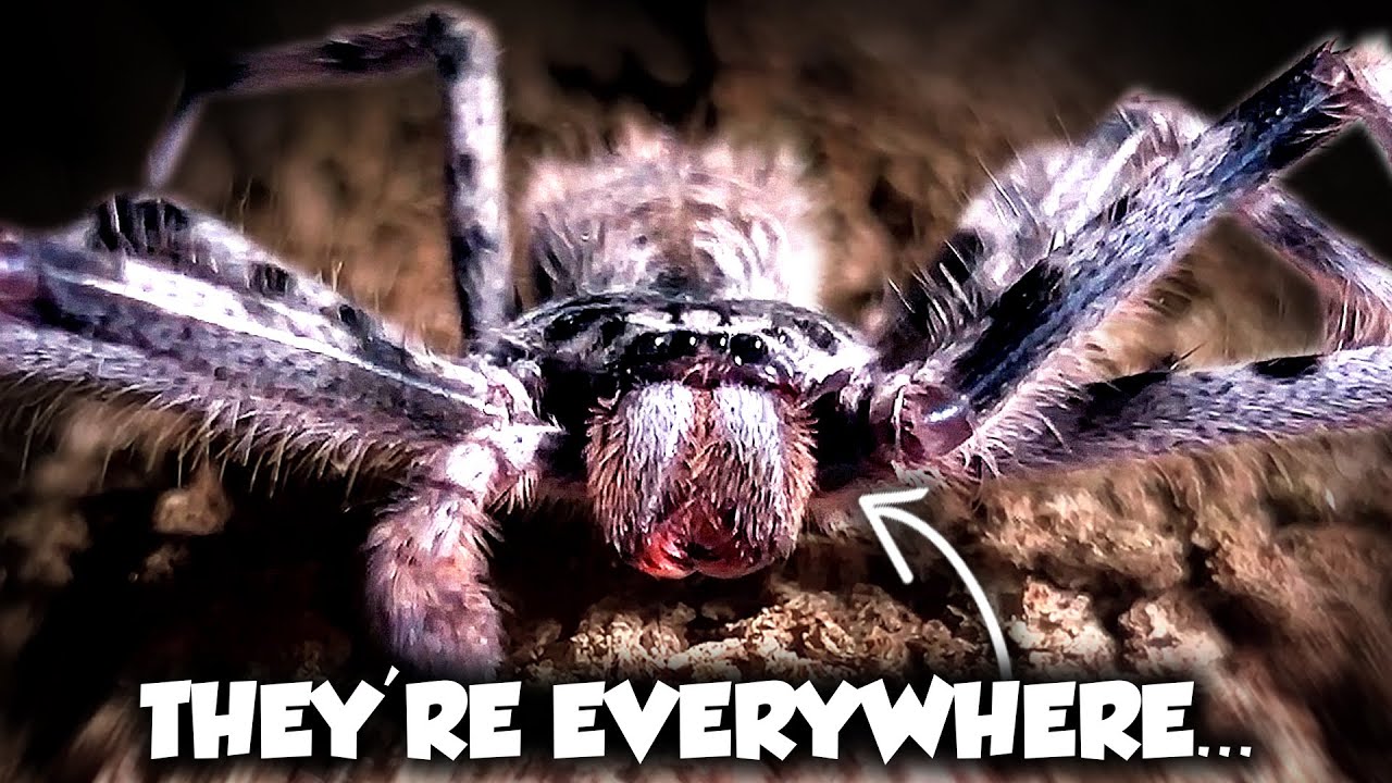Australia's LARGEST Spiders Have a Terrifying Secret | Weird Planet