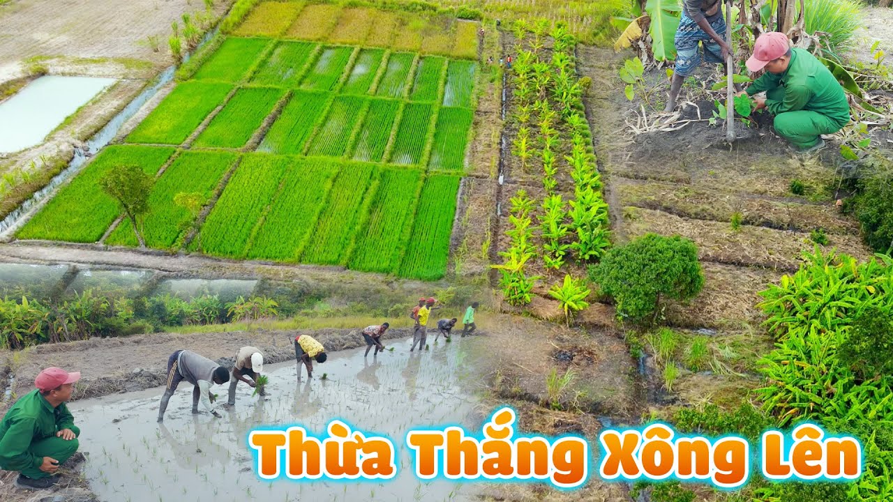 Đình Thế Vlogs || Cấy Cấp Tốc Cho Kịp Vụ Lúa Thứ 2 - Team Huyền Thoại Dùng 100% Sức Lực Của Mình.